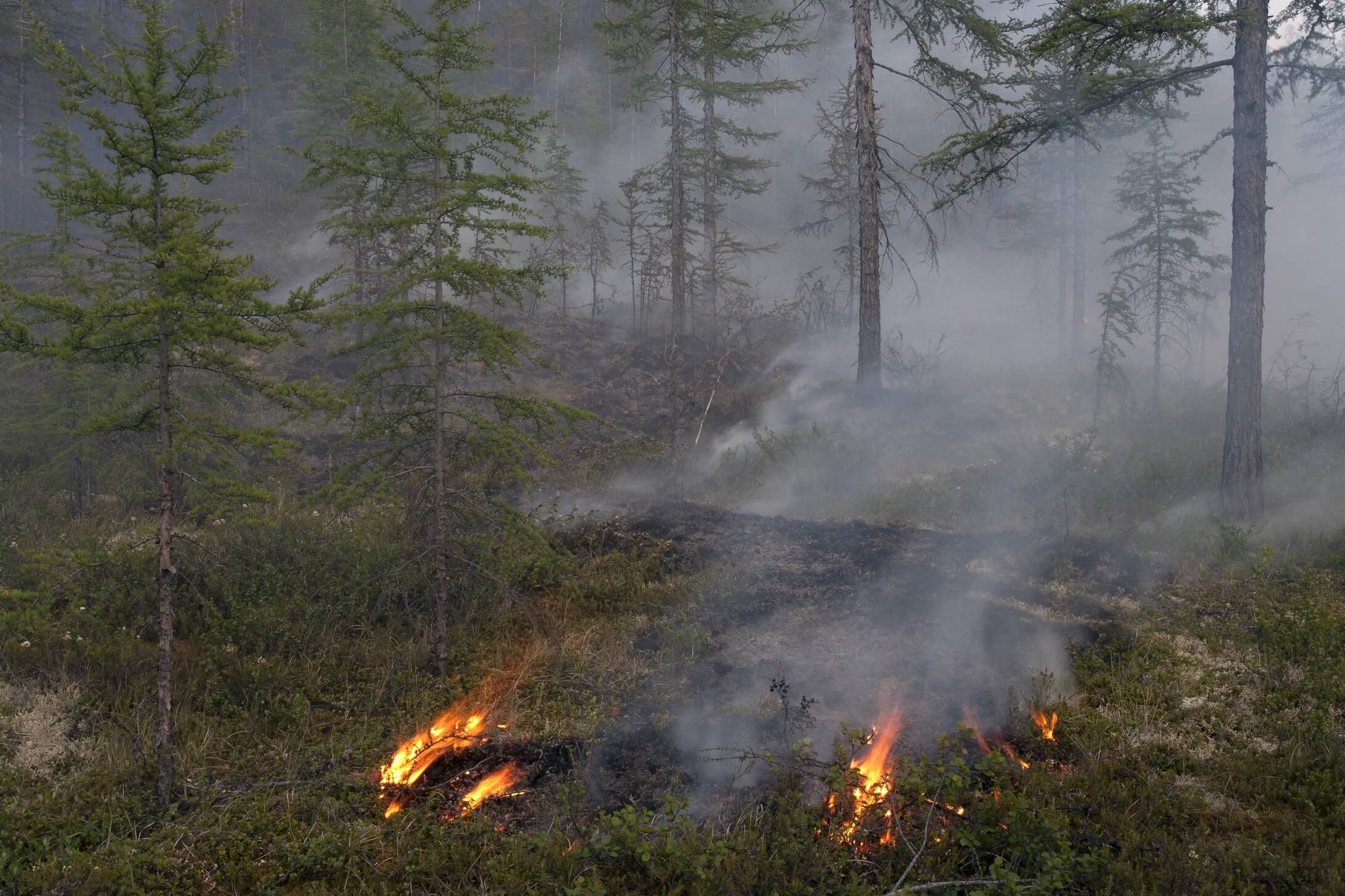 Small wildfires are detected quickly by the FIREBird system